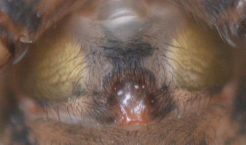 Eratigena sp.